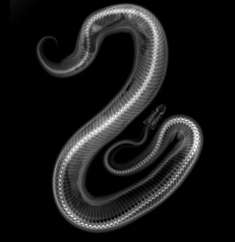 蛇の胃内異物 春日井の動物病院 神領ビーイング動物病院
