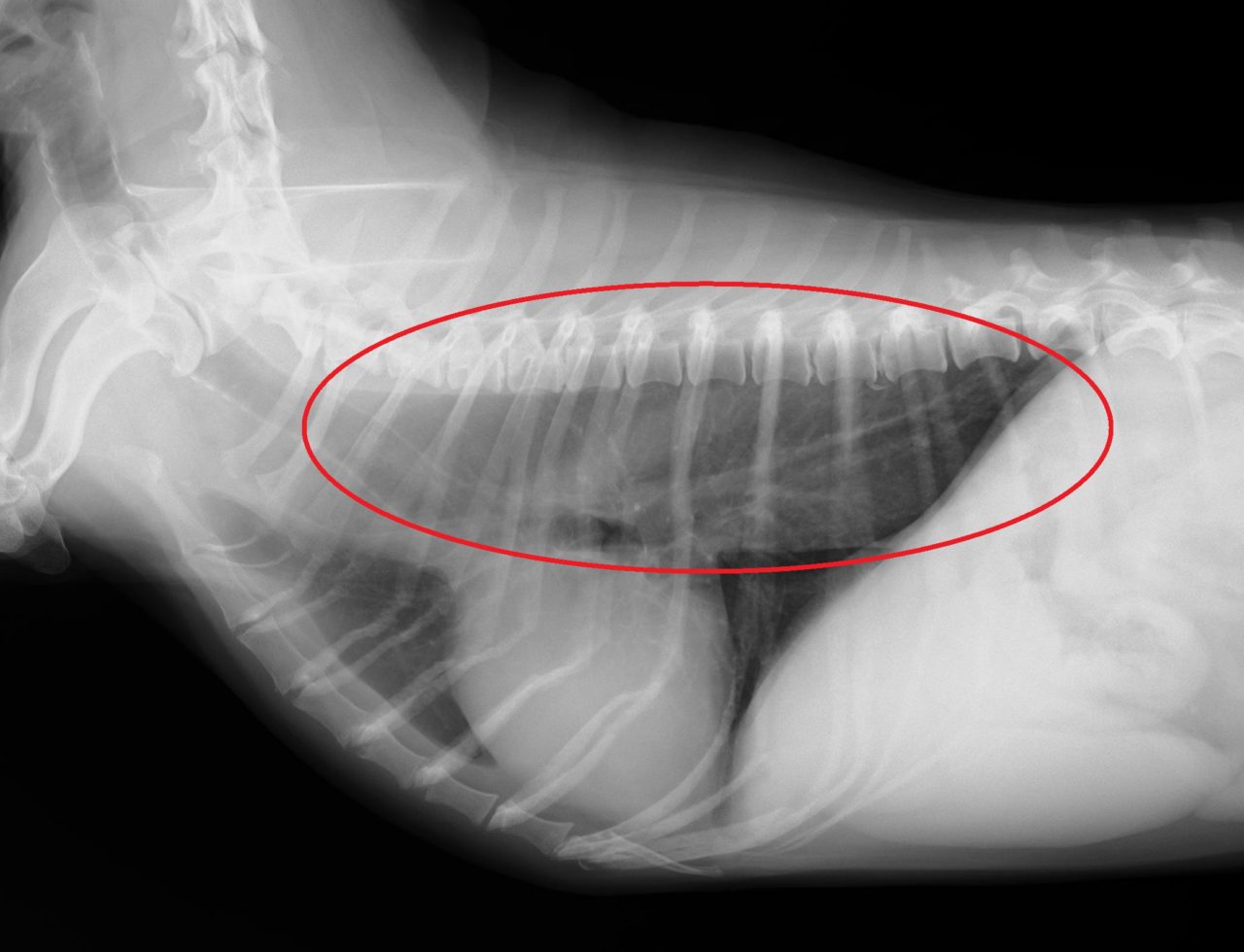犬 レントゲン 撮り 方, 胸部X線 犬 – 犬の撮り方を、4つのコツを交えて解説 – URFYQ