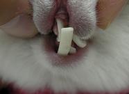 ウサギ歯.jpg